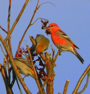 Dean Litwiller's Fine Winter Feathered Friends